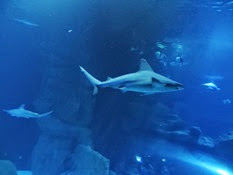 2015.01.25-026 requin