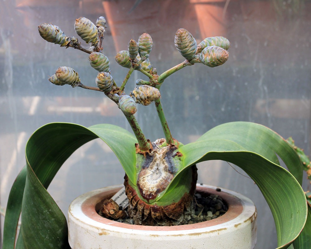 [130202_UCDavis_Welwitschia-mirabilis_03%255B3%255D.jpg]