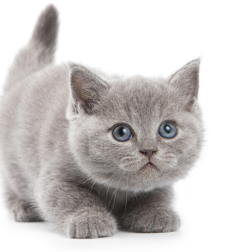 Hd-184095-ascw184095