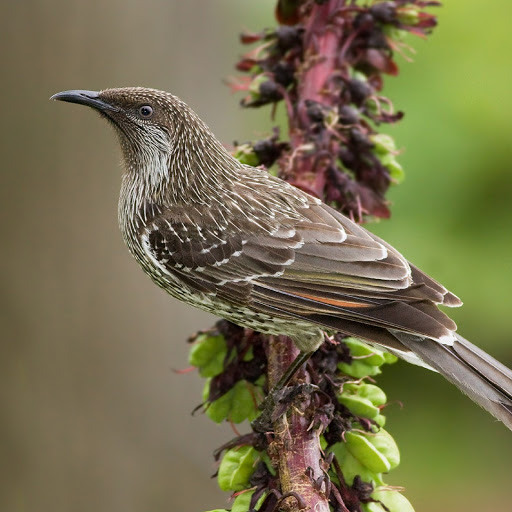 Hd-180609-ascw180609