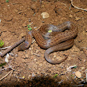 Lined Tolucan Ground Snake