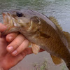 Smallmouth Bass