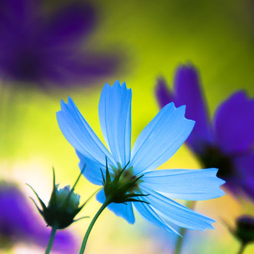 Hd-173732-ascw173732