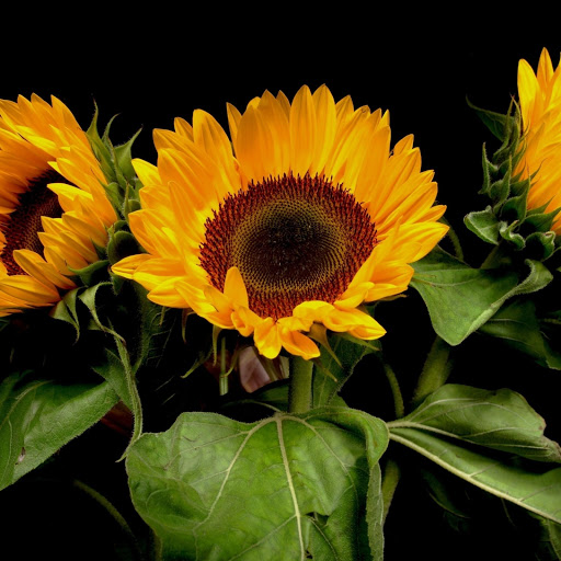 Hd-165757-ascw165757