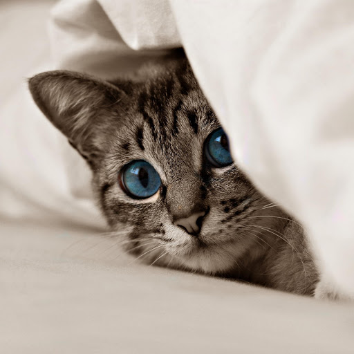 Hd-181276-ascw181276