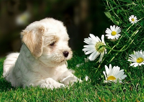 [perros%2520con%2520flor%2520%25285%2529%255B2%255D.jpg]
