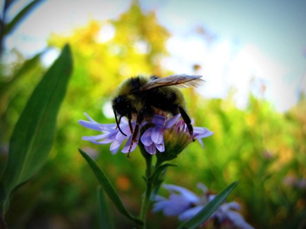 Bumble Bee on a Flower Utah Bees