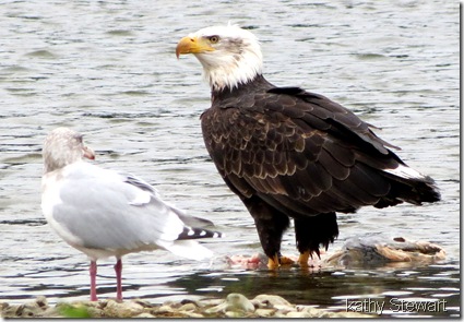 Gull and Bald Eagle