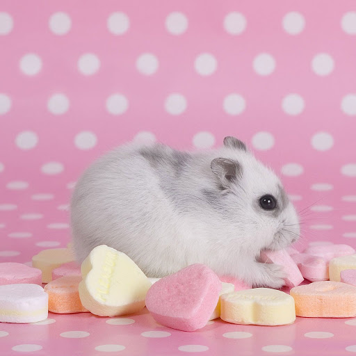 Hd-162709-ascw162709