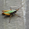 Amazonian Grasshopper