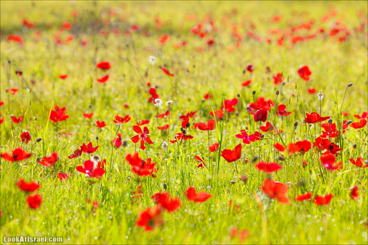 Анемоны (каланиет) пустыни Негев - Фестиваль Даром Адом в LookAtIsrael.com - Фото путешествия по Израилю | Red South festival of anemones in Negev | דרום אדום - קלניות בבארי