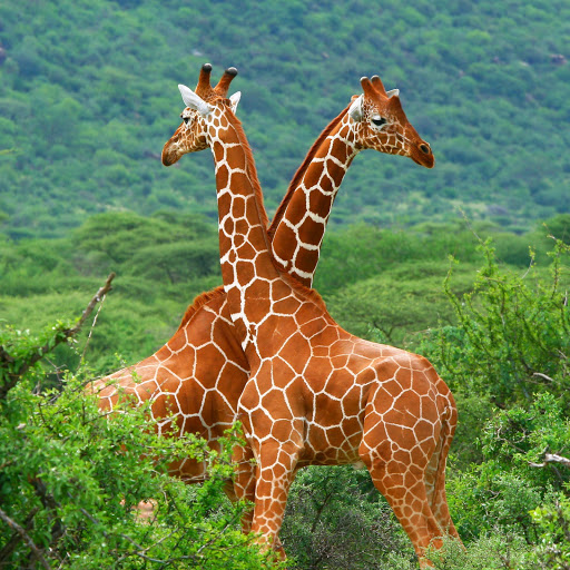 Hd-159575-ascw159575