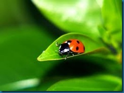 simplicity =ladybug