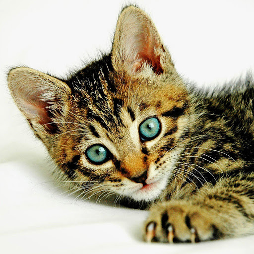 Hd-151223-ascw151223