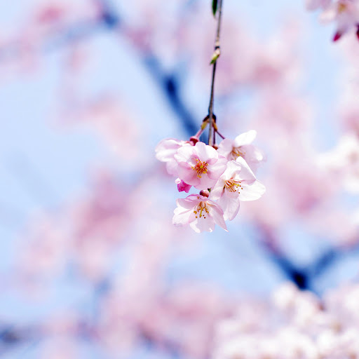 Hd-161293-ascw161293