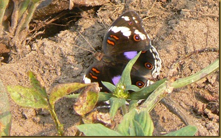 Butterfly at Thabor