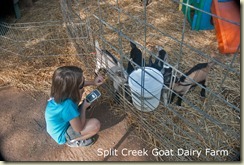 janie with goats 2