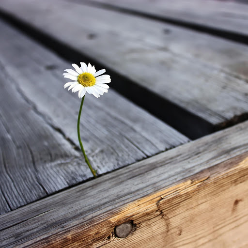 Hd-181774-ascw181774