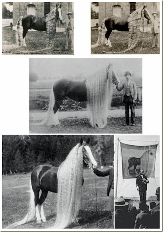 Linus le cheval aux crins les plus long du monde