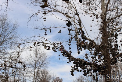 Shoe Tree out of the ordinary