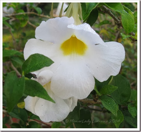 01-14-thunbergia-erecta