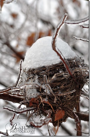 cr-bird-nest-2637-sm