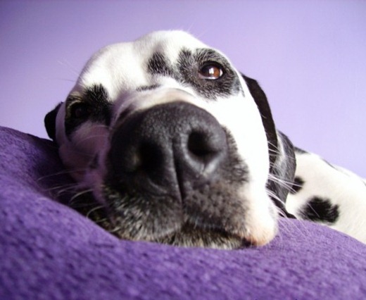 [httpdogpic.com_.uafoto-nosika-vzroslogo-dalmatina-krupnym-planom-600x450%255B3%255D.jpg]