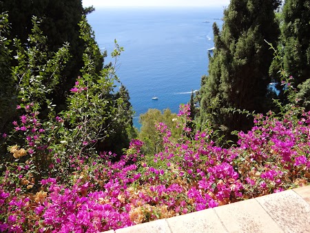16. Flori de Sicilia.JPG