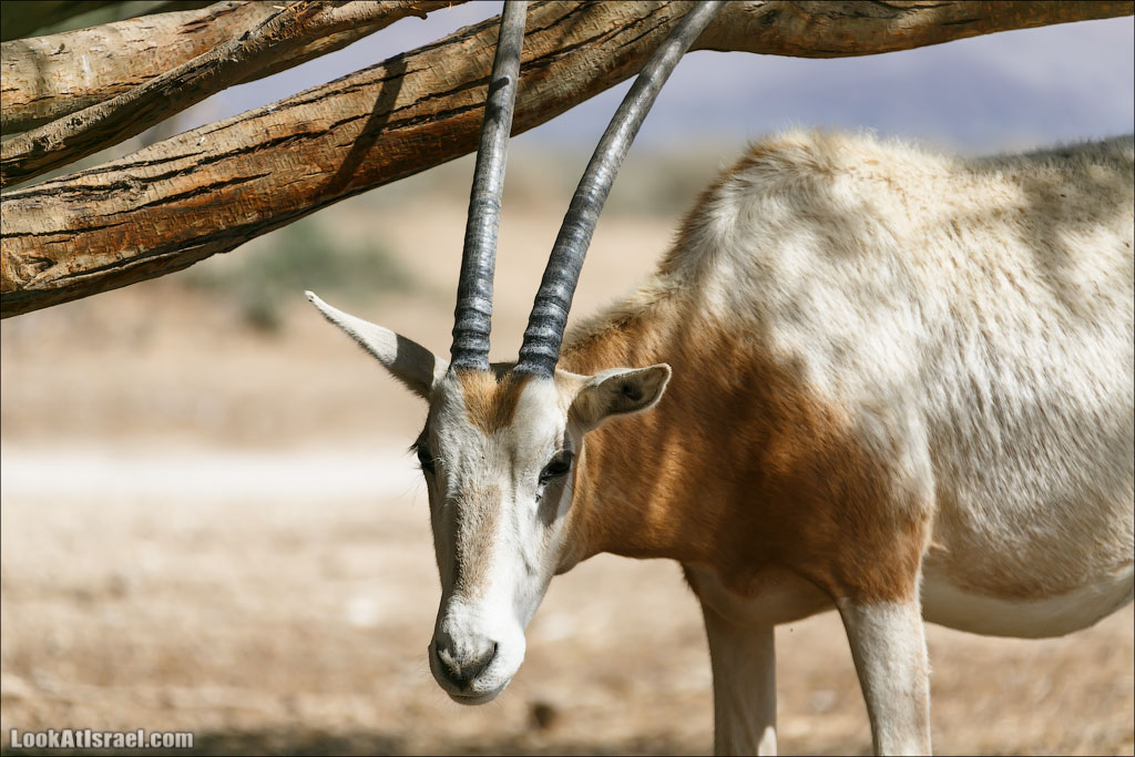 LookAtIsrael.com - Заповедник библейских животных Хай Бар | Hai Bar reserve | חי בר