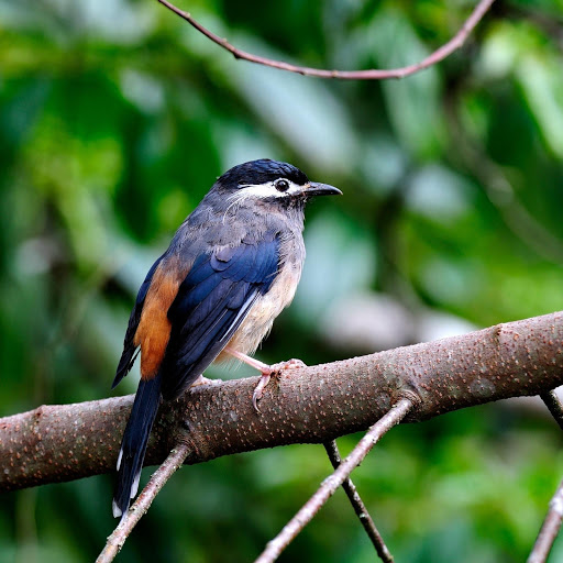 Hd-178513-ascw178513