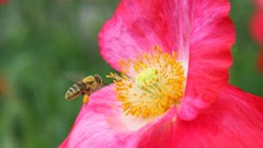 honeybee-at-a-poppy-flower