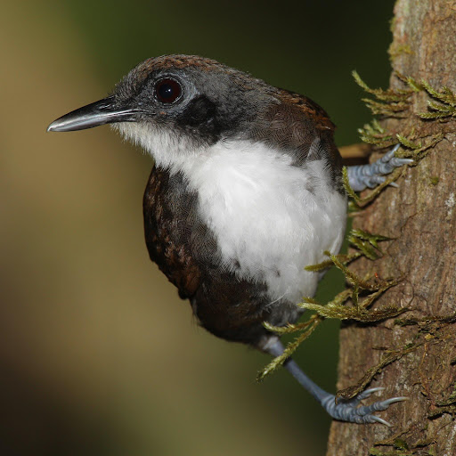 Hd-155081-ascw155081