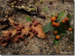 2 leaves oak galls