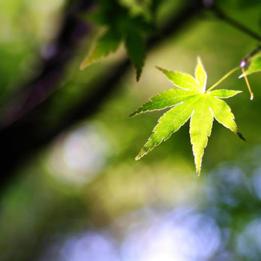 Hd-150293-ascw150293