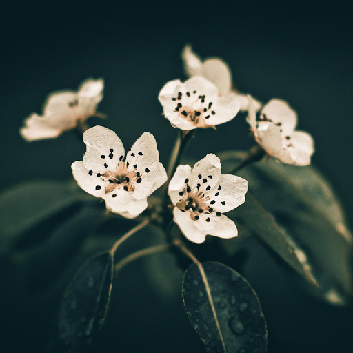 Hd-170667-ascw170667