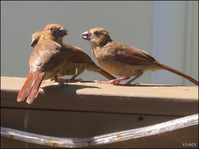 Cardinal family