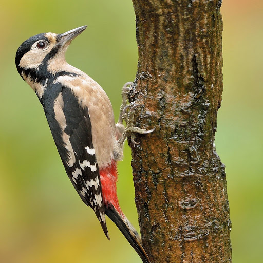 Hd-178591-ascw178591