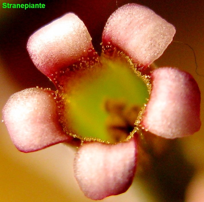 [Adromischus%2520marianae%2520little%2520spheroid%2520fiore%255B2%255D.jpg]