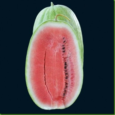 Watermelon Ali Baba