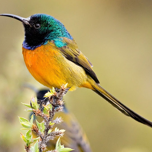 Hd-141611-ascw141611