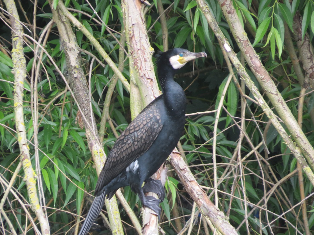 [004--Cormorant3.jpg]