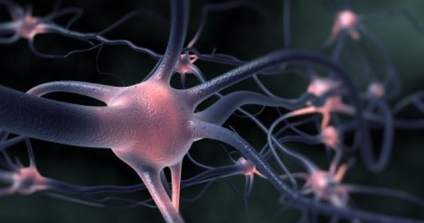Las neuronas se regeneran ~ El Rincón de la Ciencia y la Tecnología