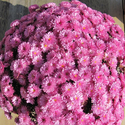 Hd-170108-ascw170108