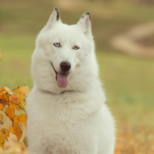 Hd-178096-ascw178096