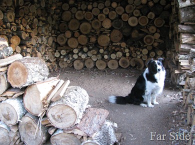 In the woodshed