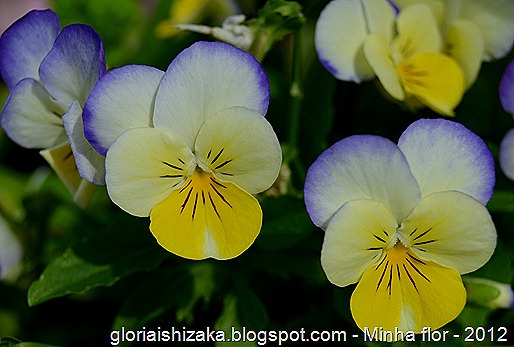 Glória Ishizaka - minhas flores - 2012 - 17