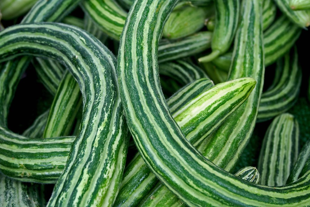 [Armenian%2520cucumber%255B2%255D.jpg]