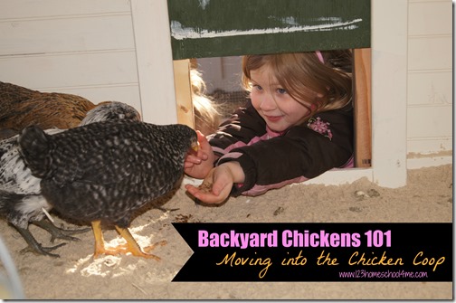 Backyard Chickens: Moving into the Chicken Coop Backyard Chickens: Moving into the Chicken Coop