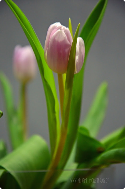 Zartrose Tulpen (03) in der Rundvase am Friday Flowerday