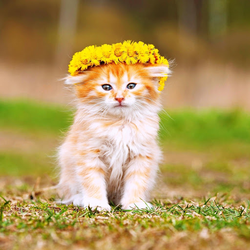 Hd-152010-ascw152010